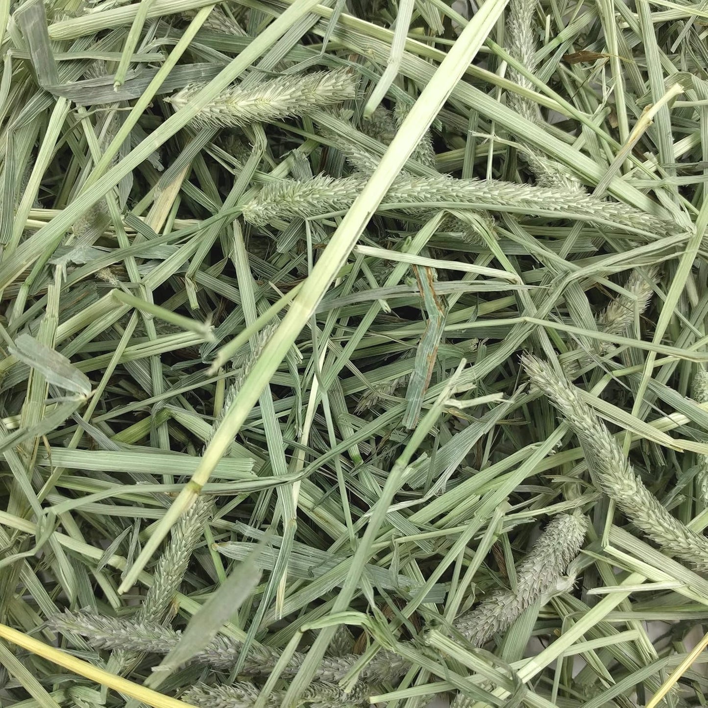 Oxbow Western Timothy Hay for Small Pets – All-Natural Grass Hay for Rabbits, Guinea Pigs, and Chinchillas – High Fiber for Digestive Health and Dental Support – 40 oz Bag