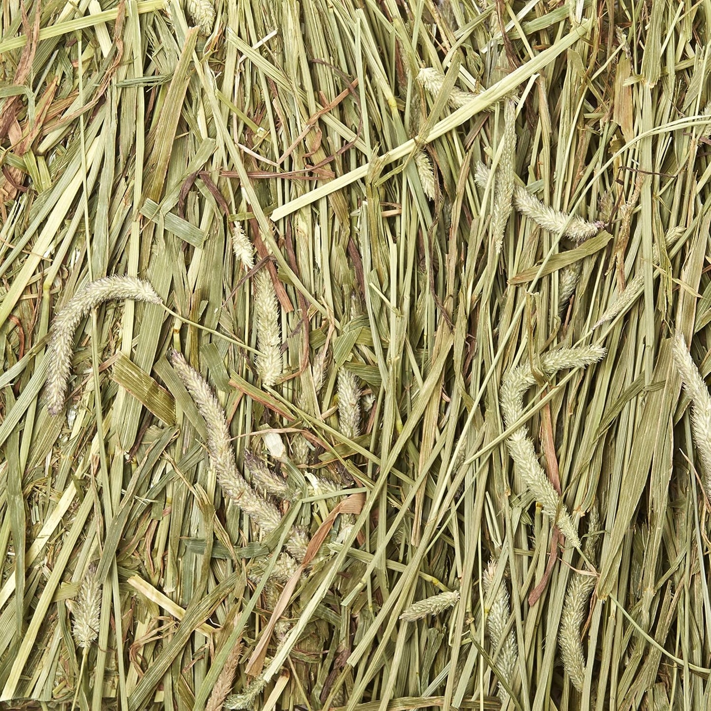 Kaytee Wafer Cut All Natural Timothy Hay for Pet Guinea Pigs, Rabbits & Other Small Animals, 60 Ounce