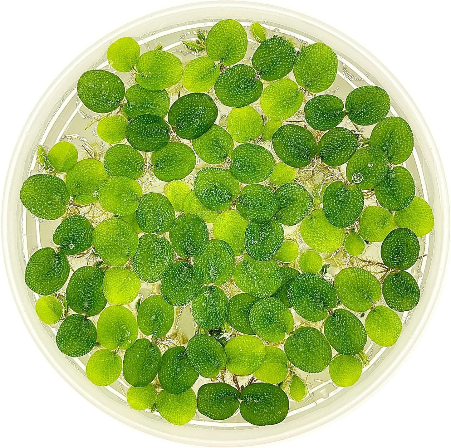 Water Spangle, Salvinia Minima, Live Aquarium/Aquatic/Freshwater/Floating/Pond Plant/Planted Tank/Aquascaping/Paludarium by Aquarium Plant Center (12 Plants, 60+ Leaves)