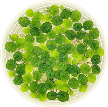 Water Spangle, Salvinia Minima, Live Aquarium/Aquatic/Freshwater/Floating/Pond Plant/Planted Tank/Aquascaping/Paludarium by Aquarium Plant Center (12 Plants, 60+ Leaves)