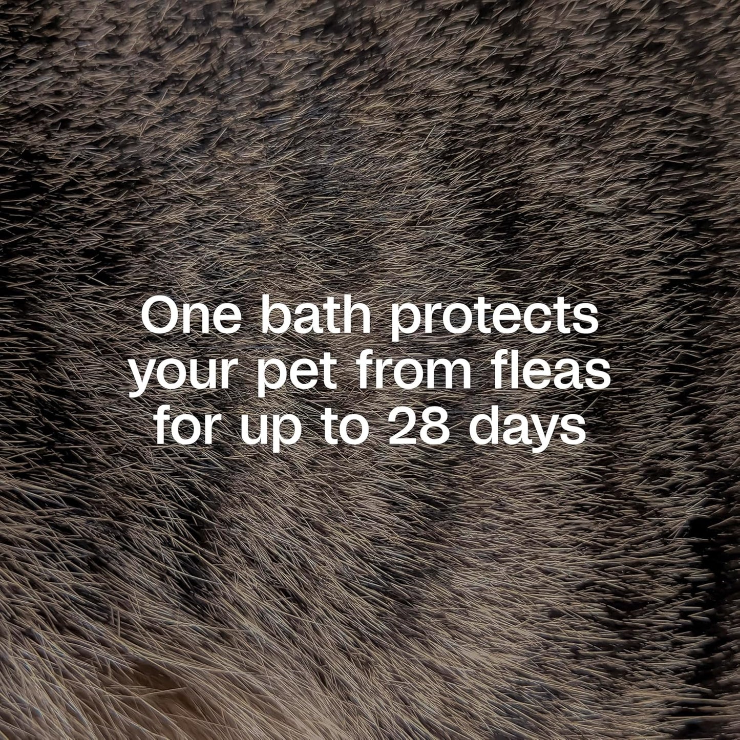 ADAMS Plus Flea & Tick Shampoo with Precor IGR for Cats, Kittens, Dogs & Puppies Over 12 Weeks of Age, Sensitive Skin Flea Treatment, Kills Adult Fleas, Flea Eggs, Ticks, and Lice, 24 Ounces