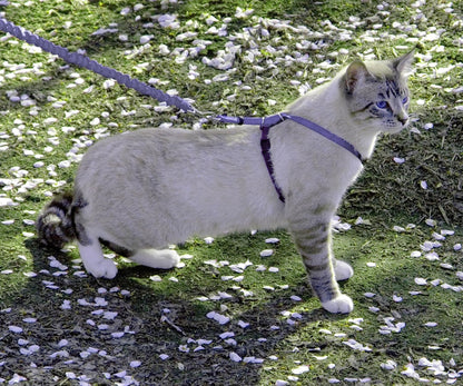 PetSafe Come with Me Kitty Cat Harness & Bungee Leash - Comfortable No-Choke Harness with Lightweight Bungee Leash for Outdoor Fun - Escape Free Pulling Prevention - Medium - Lilac